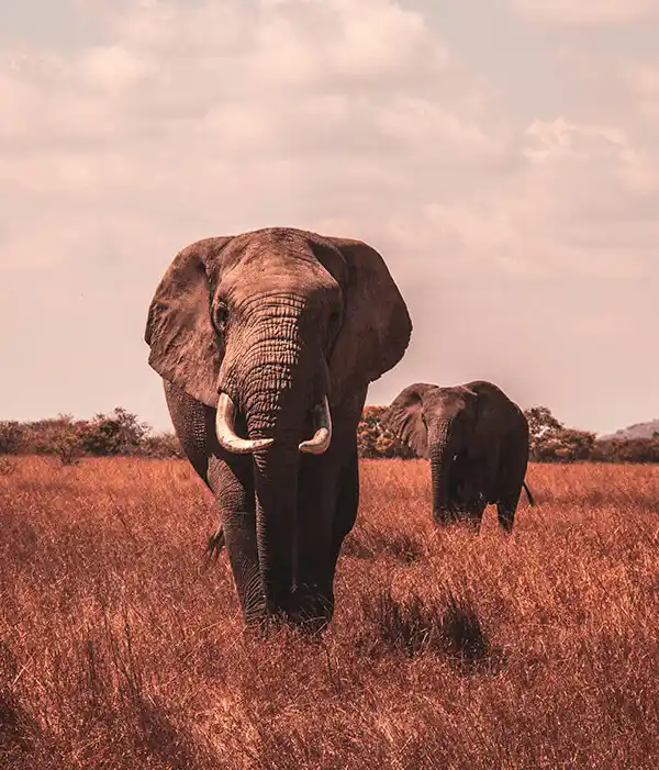 Tanzania
