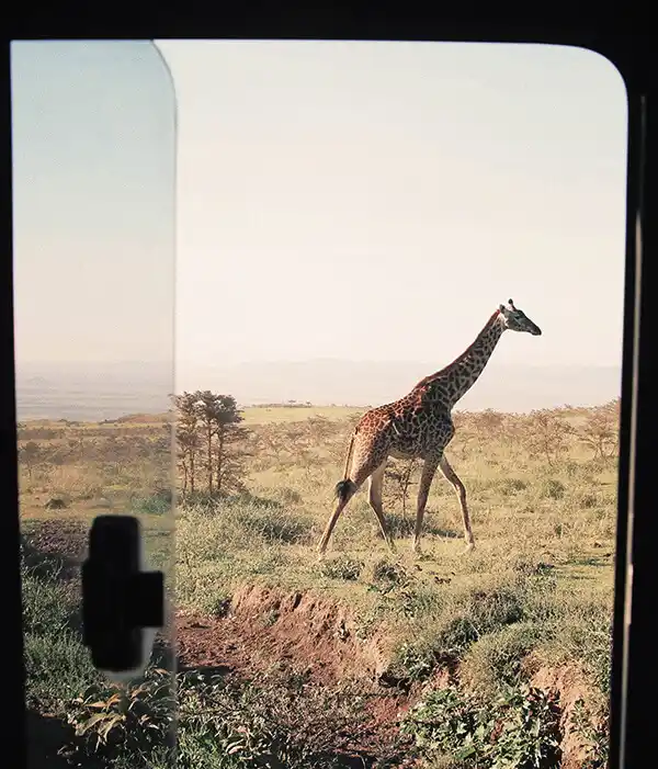 Safaris