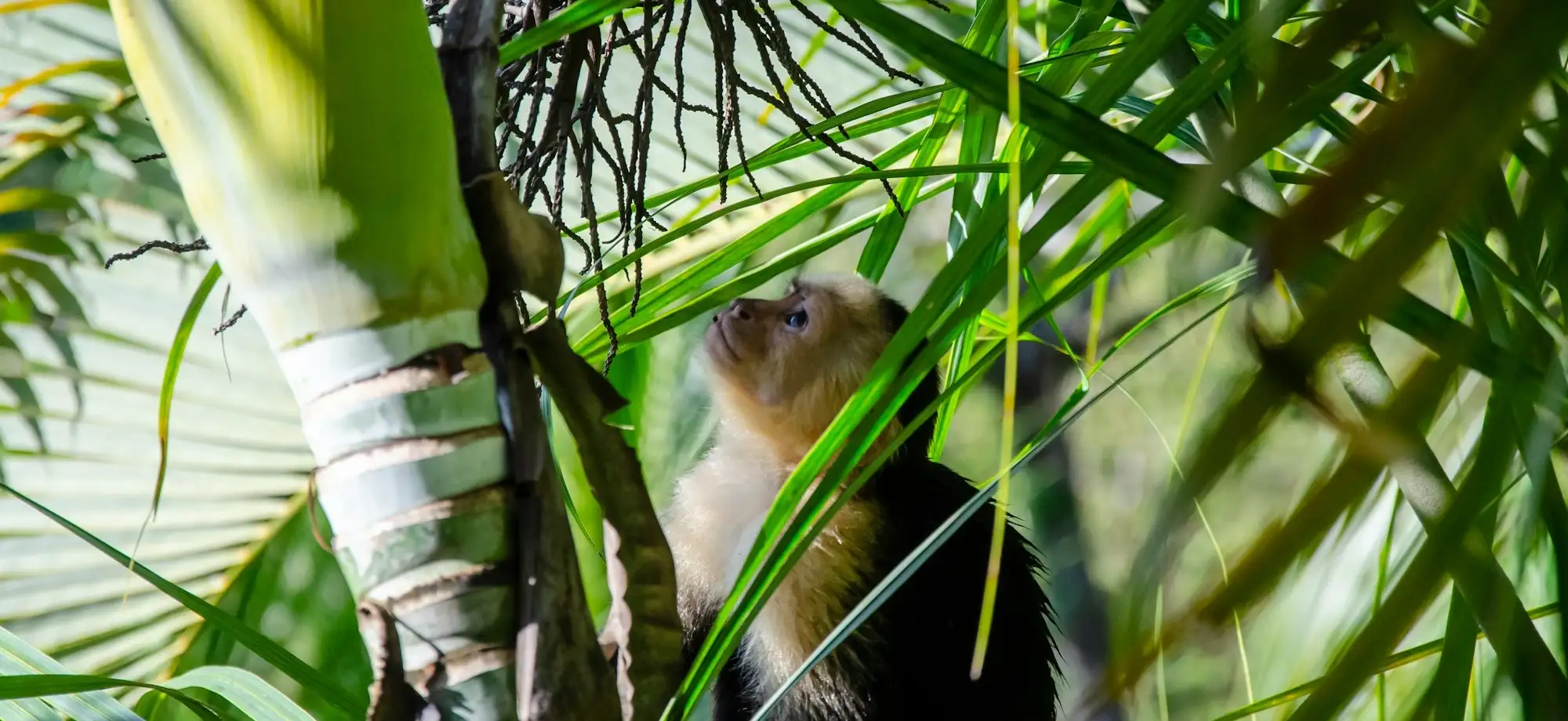 A canção da selva