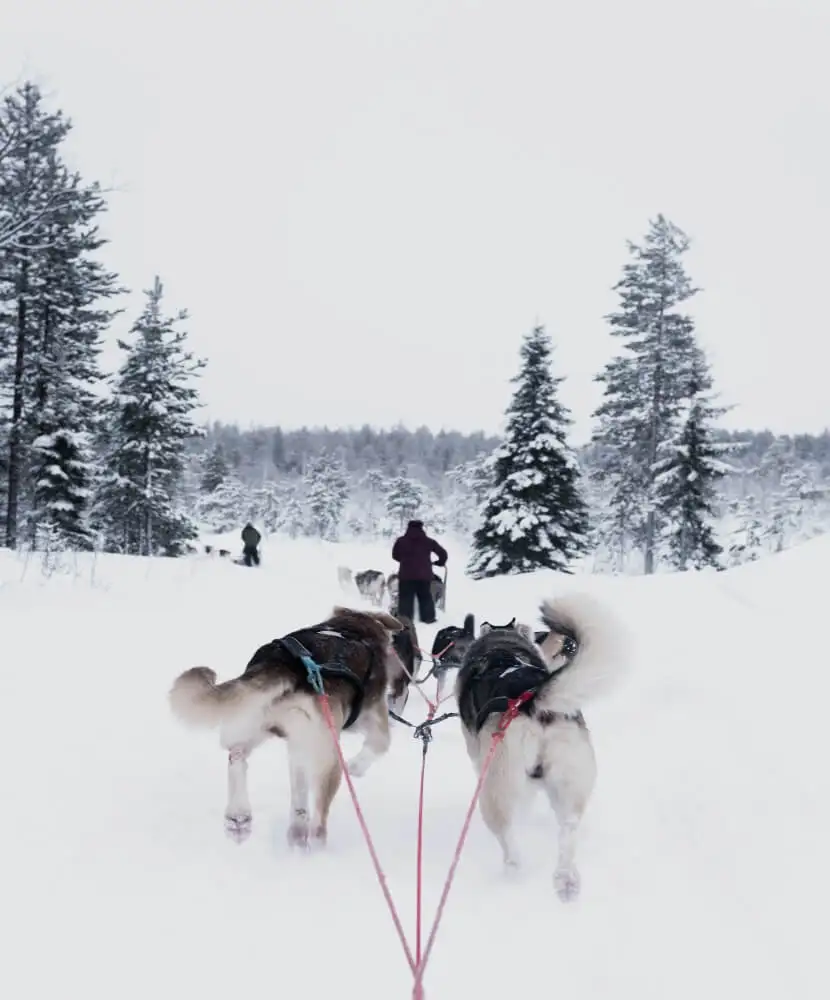 oferta-viaje-noruega-perros.jpg - Pangea Viajes
