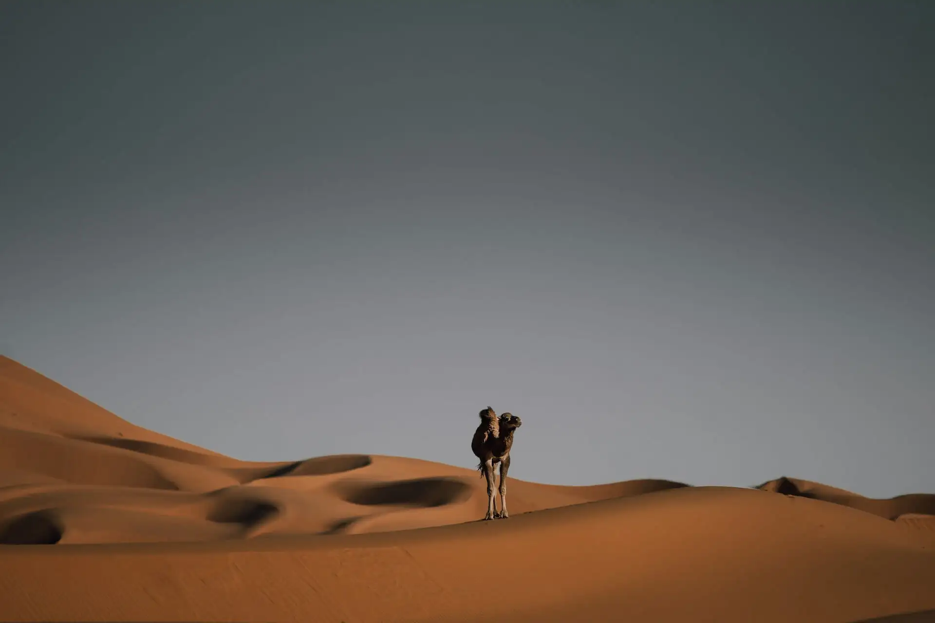 Ao deserto com os Reis Magos