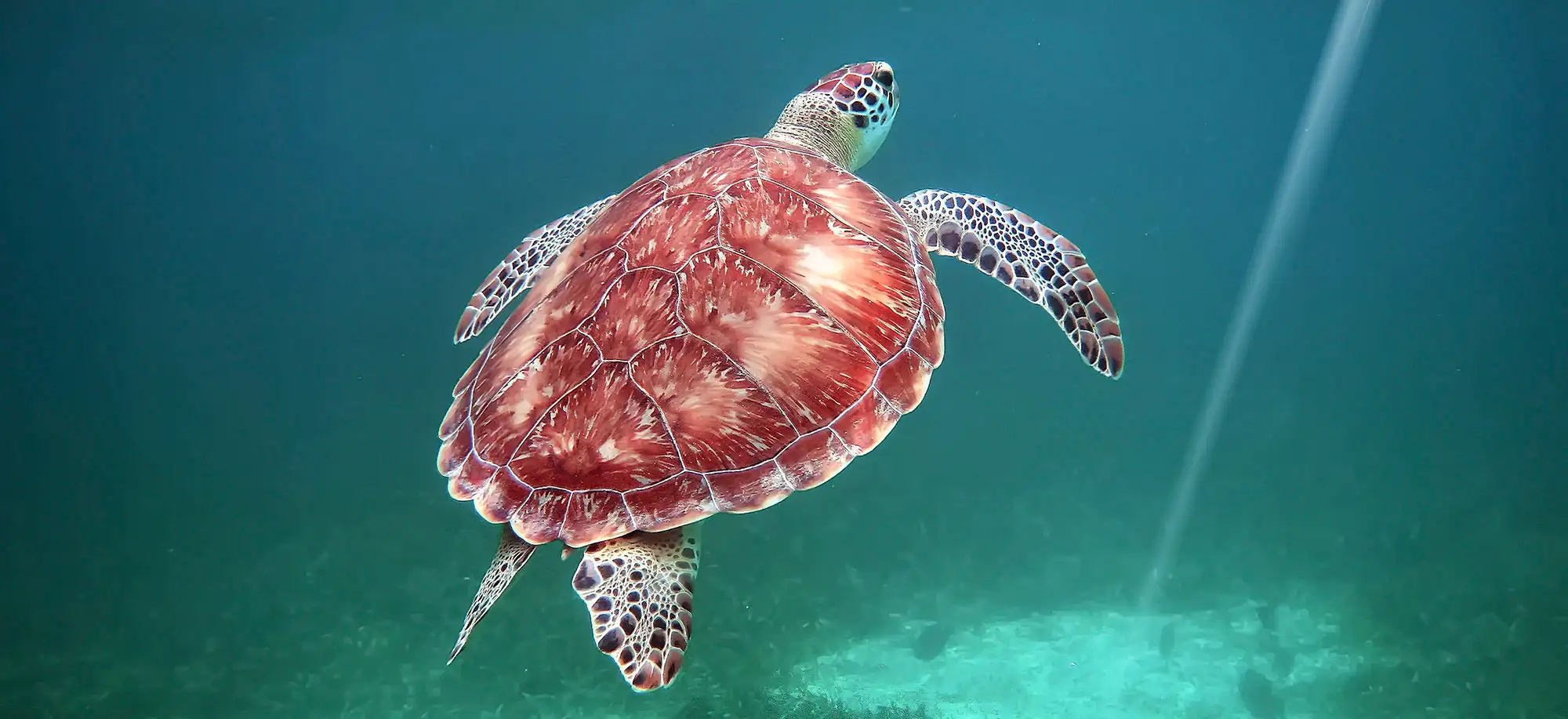 Hol Chan Marine Reserve