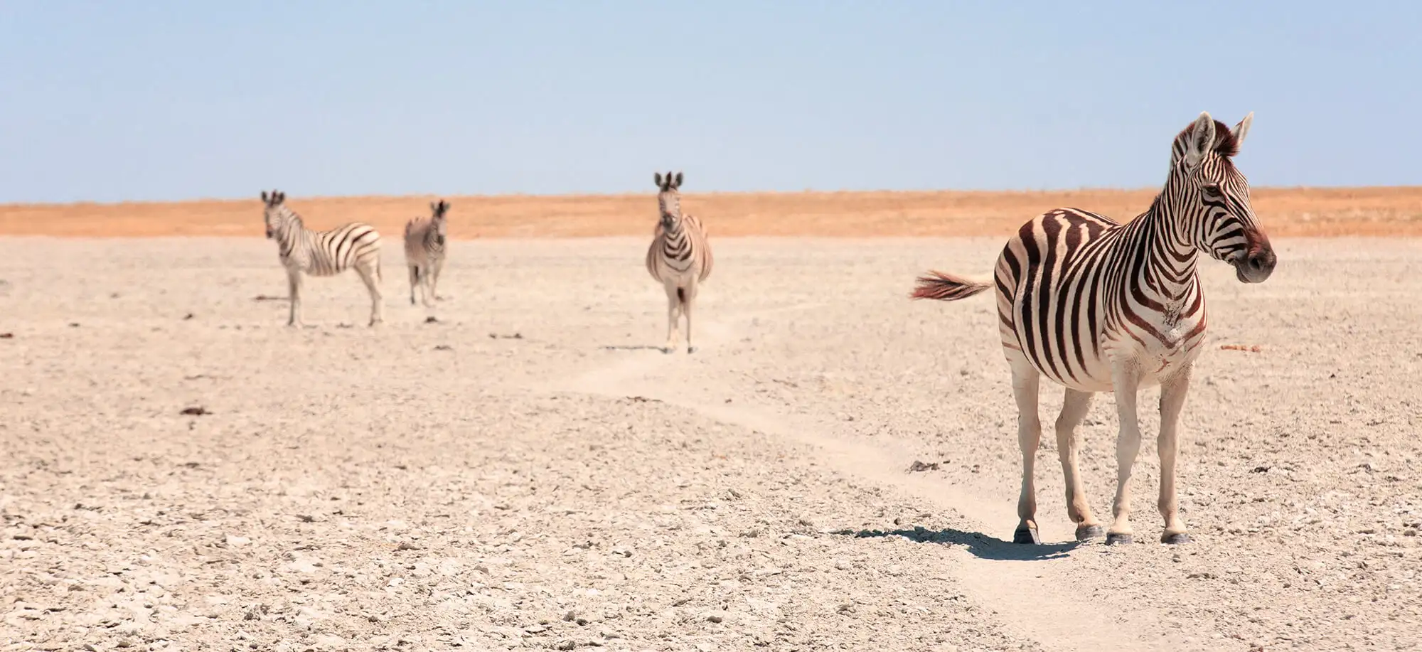 Salar de Makgadikgadi