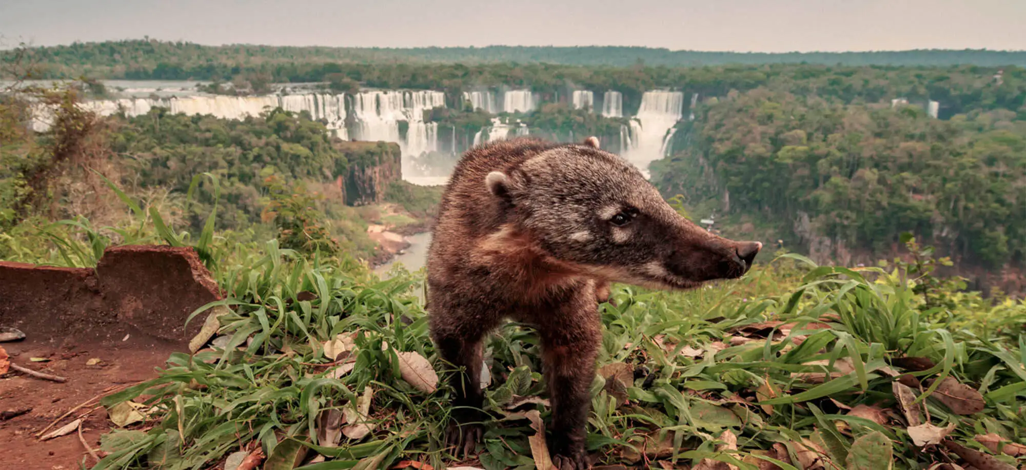 image-viajar-a-brasil-parque-nacional-iguazu-g-3.webp - Pangea Viajes