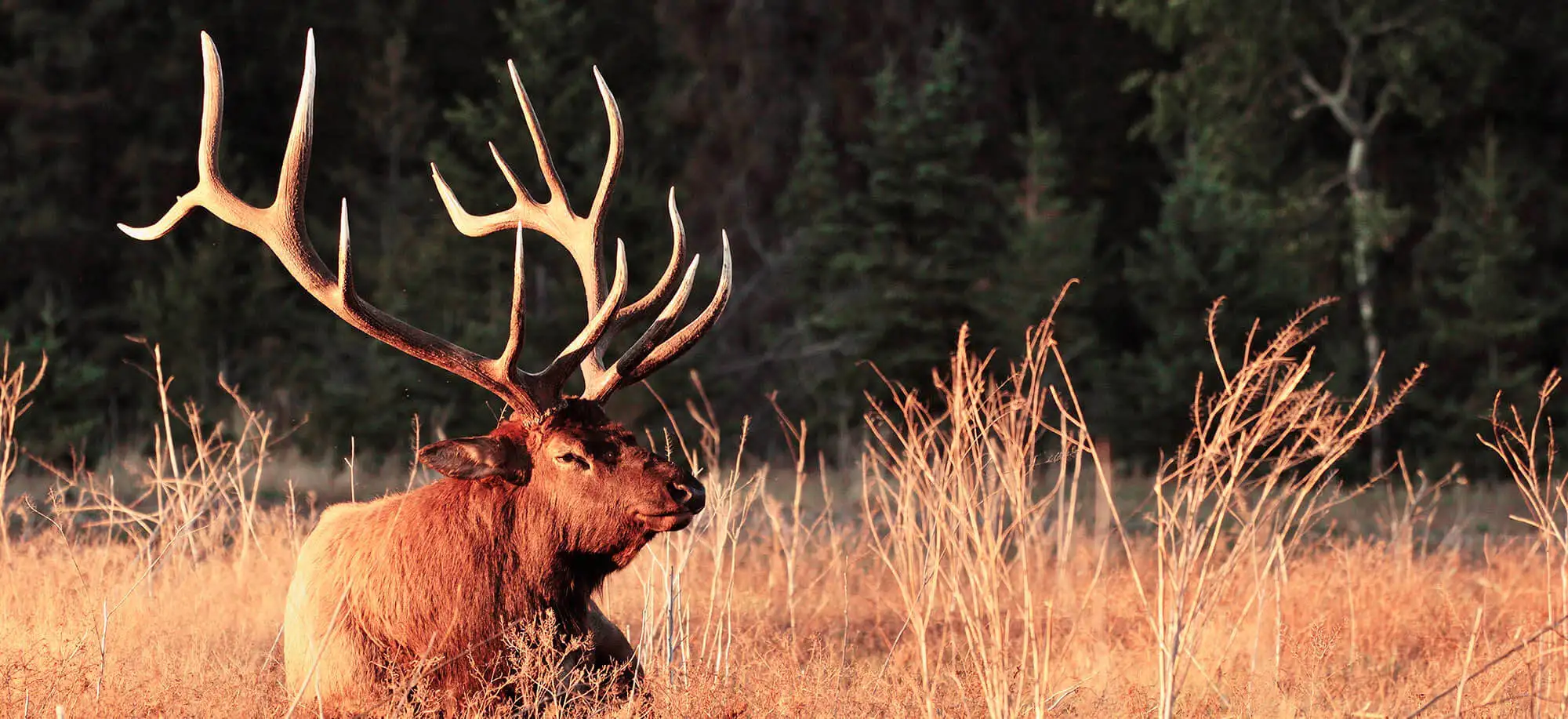 image-viajar-a-canada-PN-de-jasper-g1.webp - Pangea Viajes