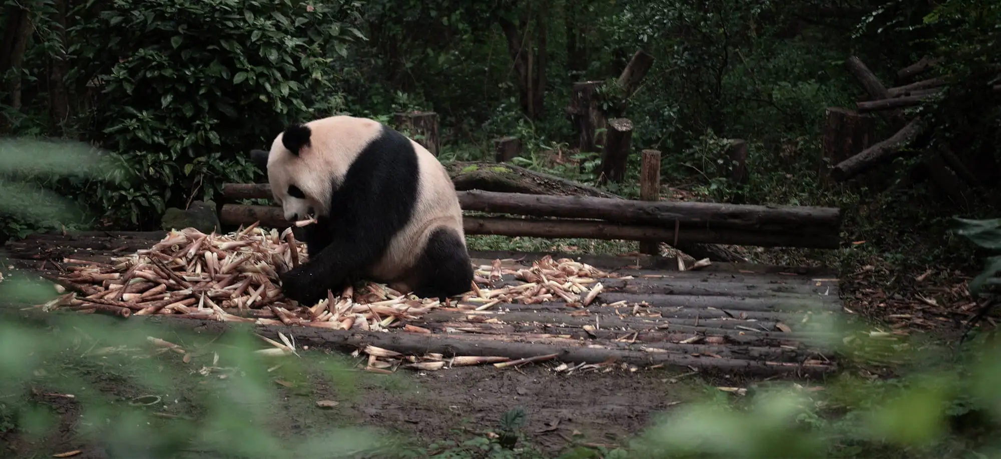 Osos panda