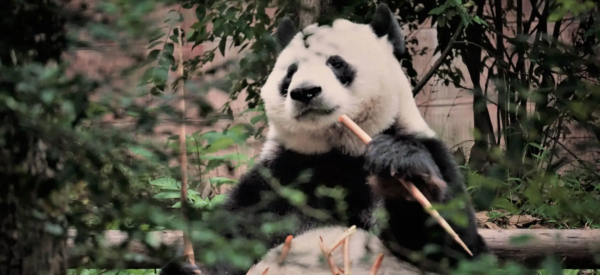 image-viajar-a-china-osos-panda-g1.webp - Pangea Viajes