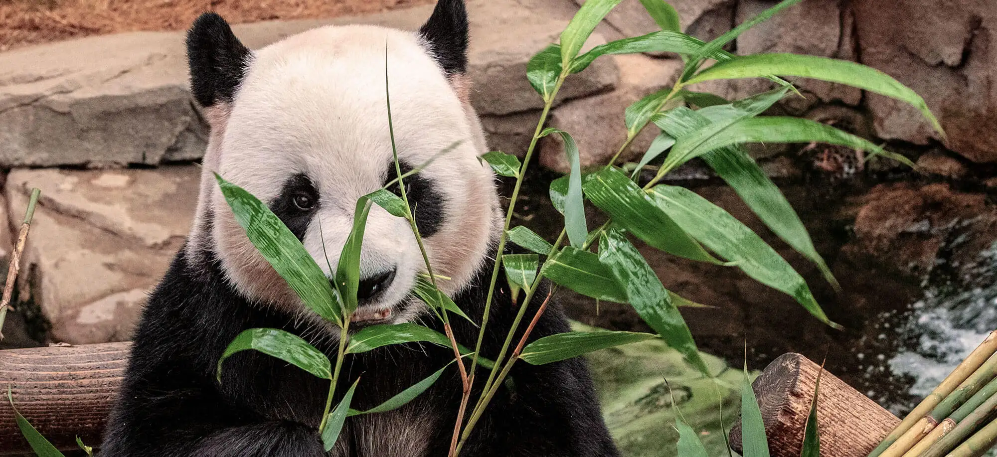 image-viajar-a-china-osos-panda-g3.webp - Pangea Viajes