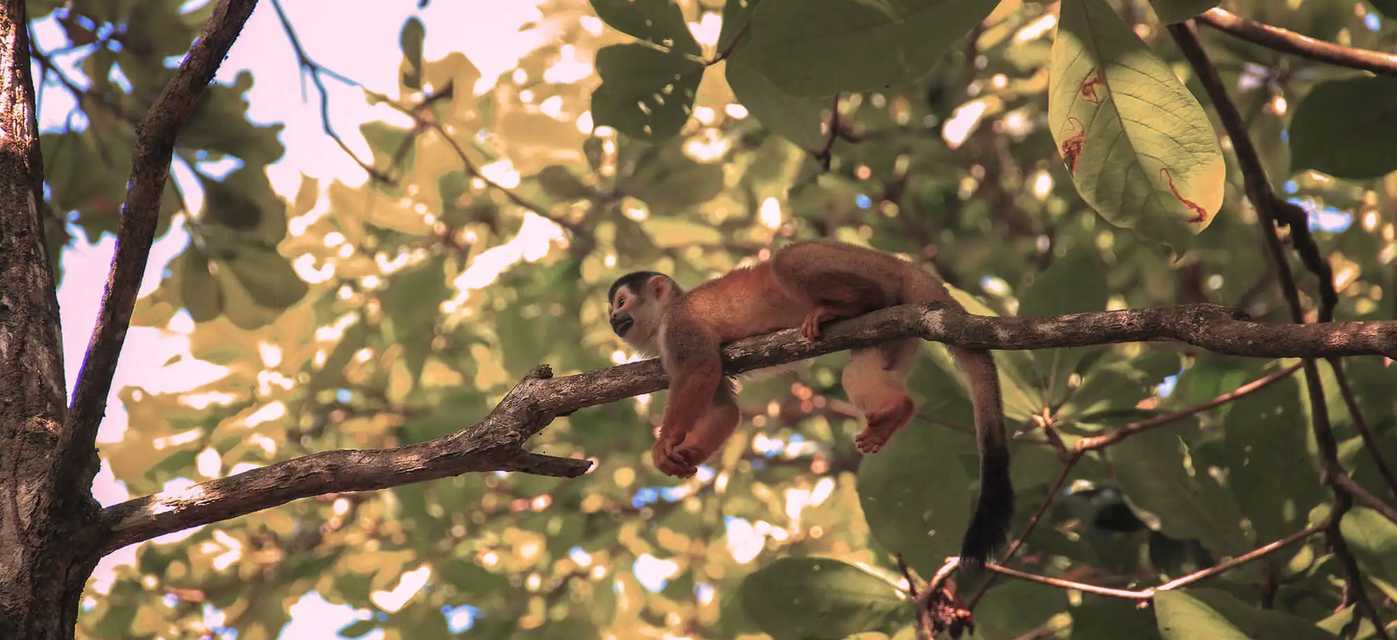 Corcovado National Park