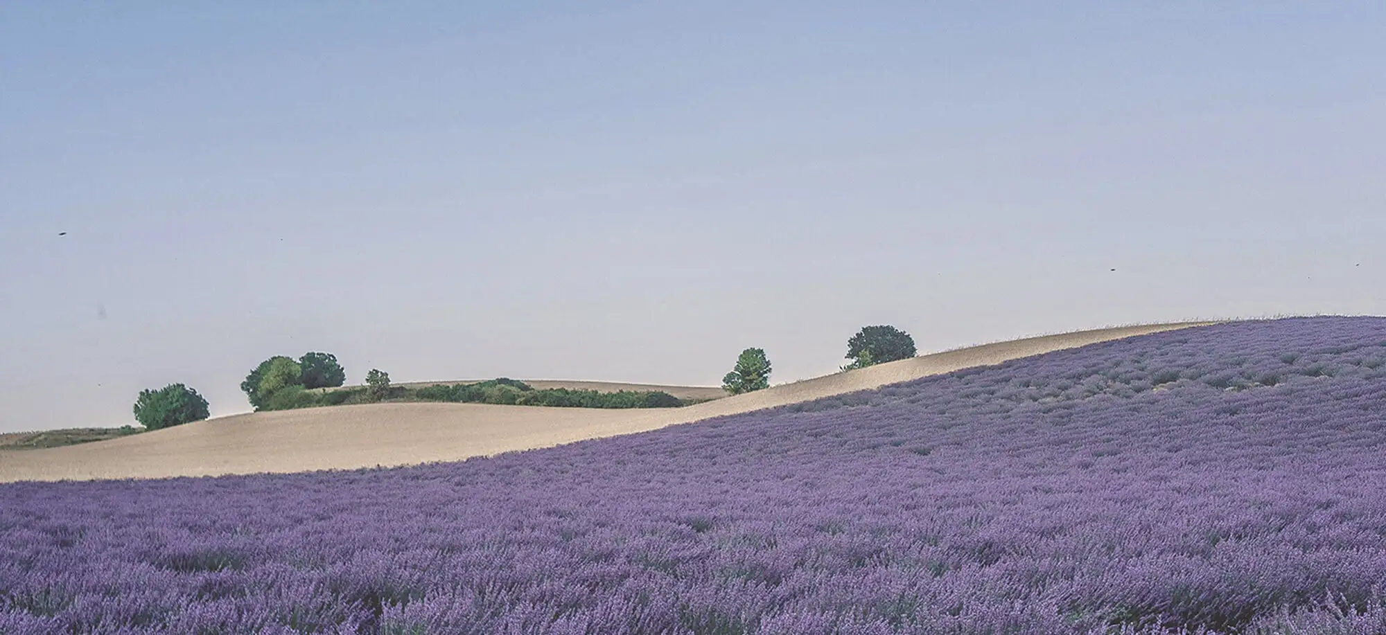 A Provença