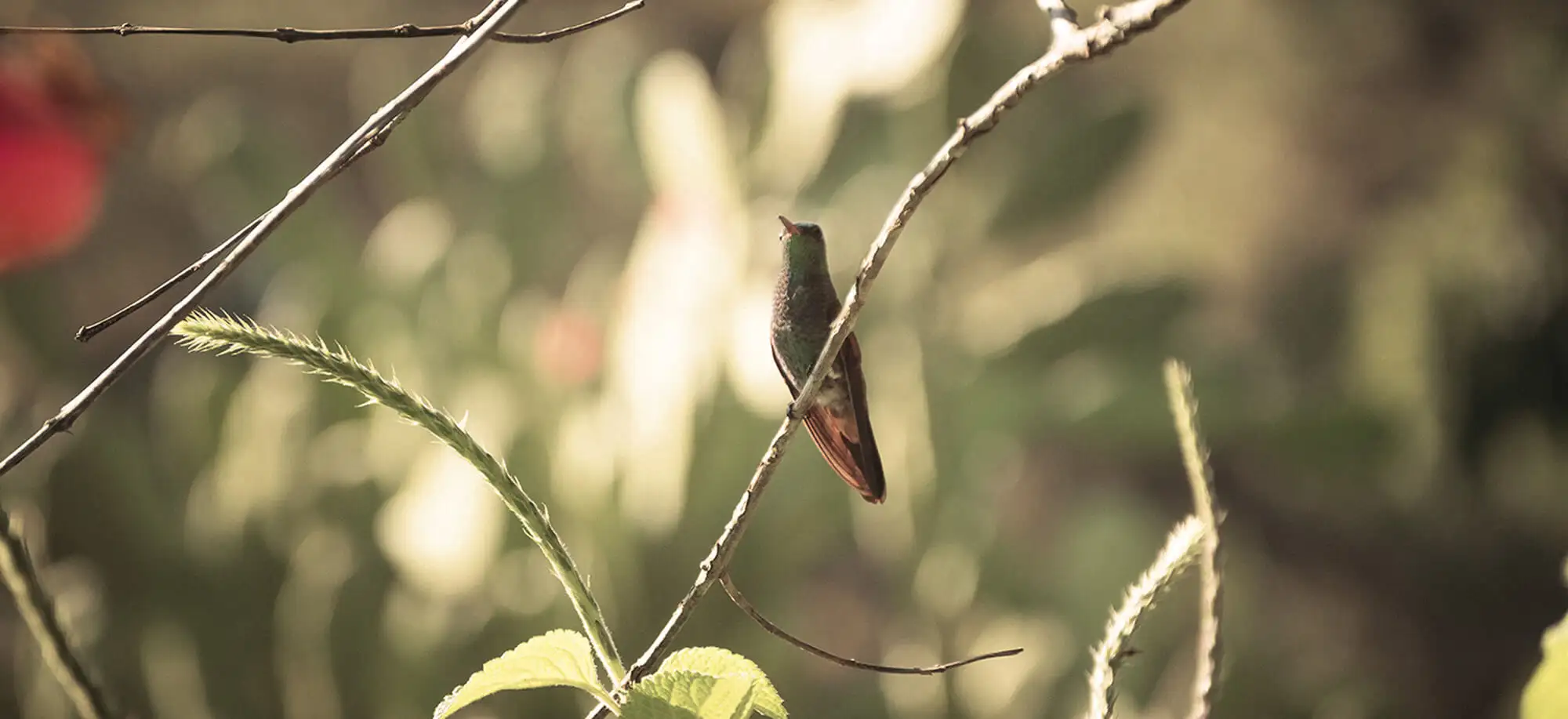 image-viajar-a-honduras-lago de yojoa-g-3.webp - Pangea Viajes