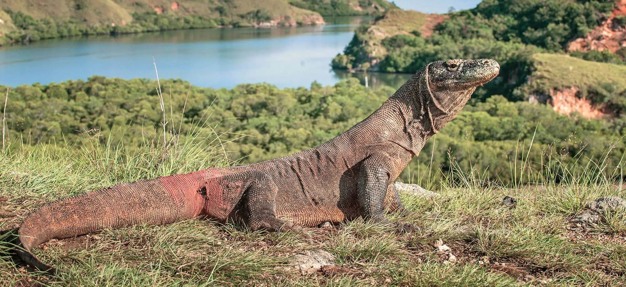 image-viajar-a-indonesia-parque-nacional-de-komodo-g3.webp - Pangea Viajes