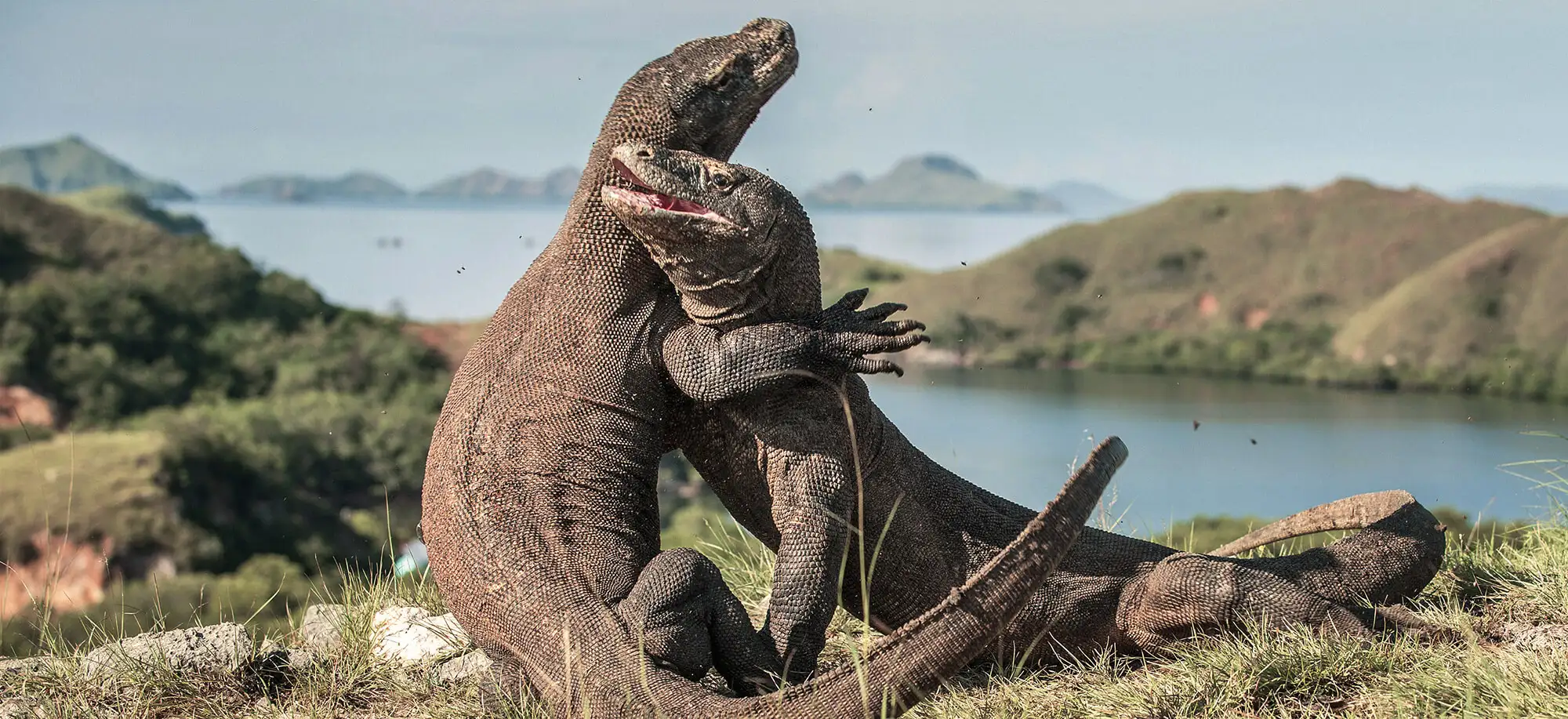Parque Nacional de Komodo