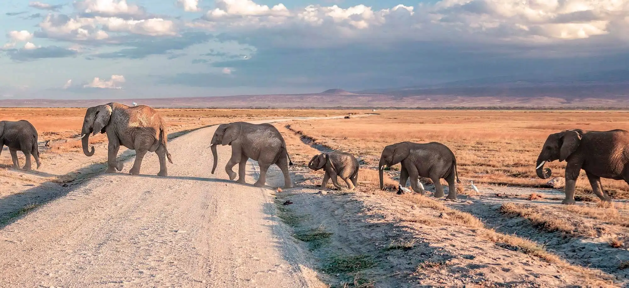 image-viajar-a-kenia-amboseli-g1.webp - Pangea Viajes