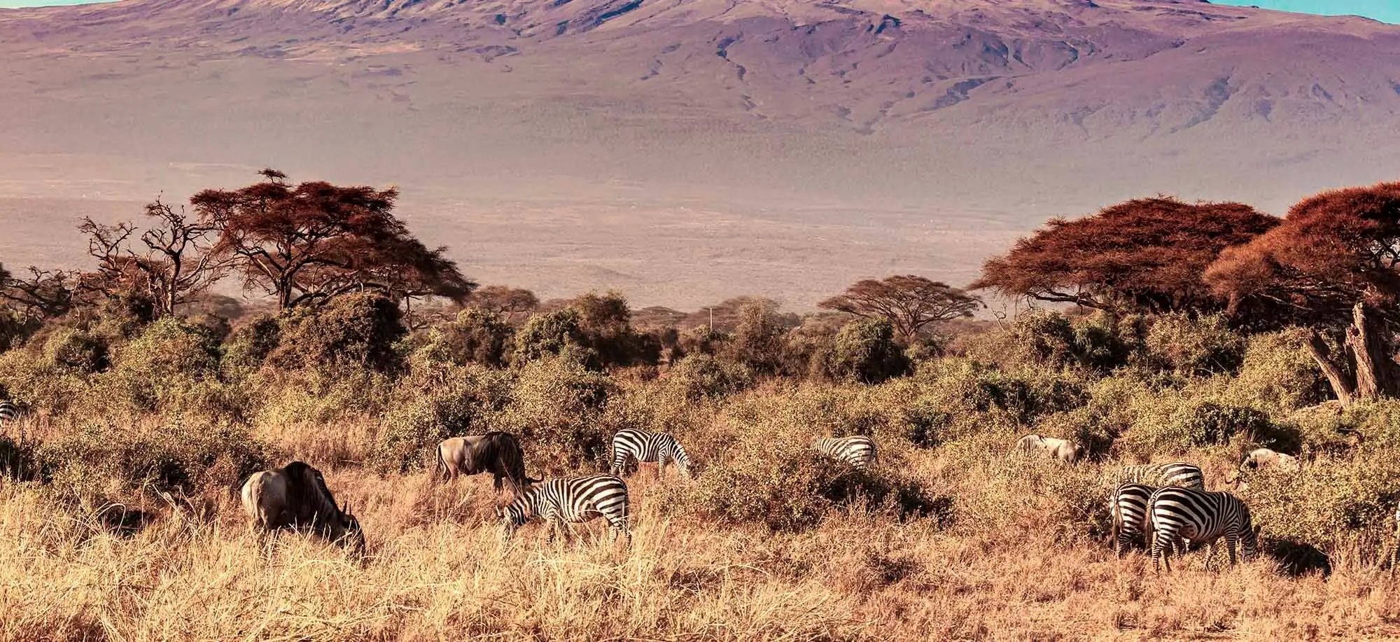 image-viajar-a-kenia-amboseli-g3.webp - Pangea Viajes