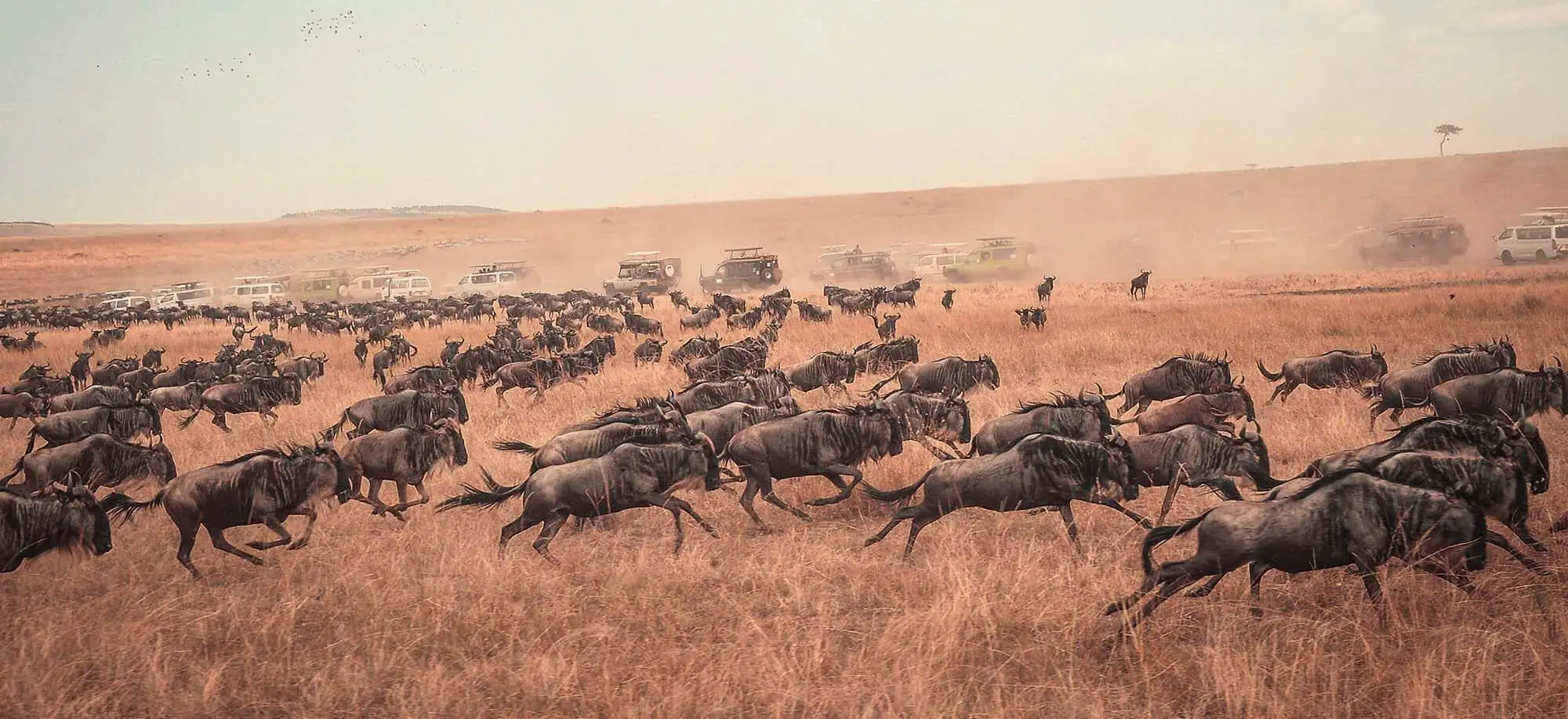 image-viajar-a-kenia-masai-mara-g2.webp - Pangea Viajes