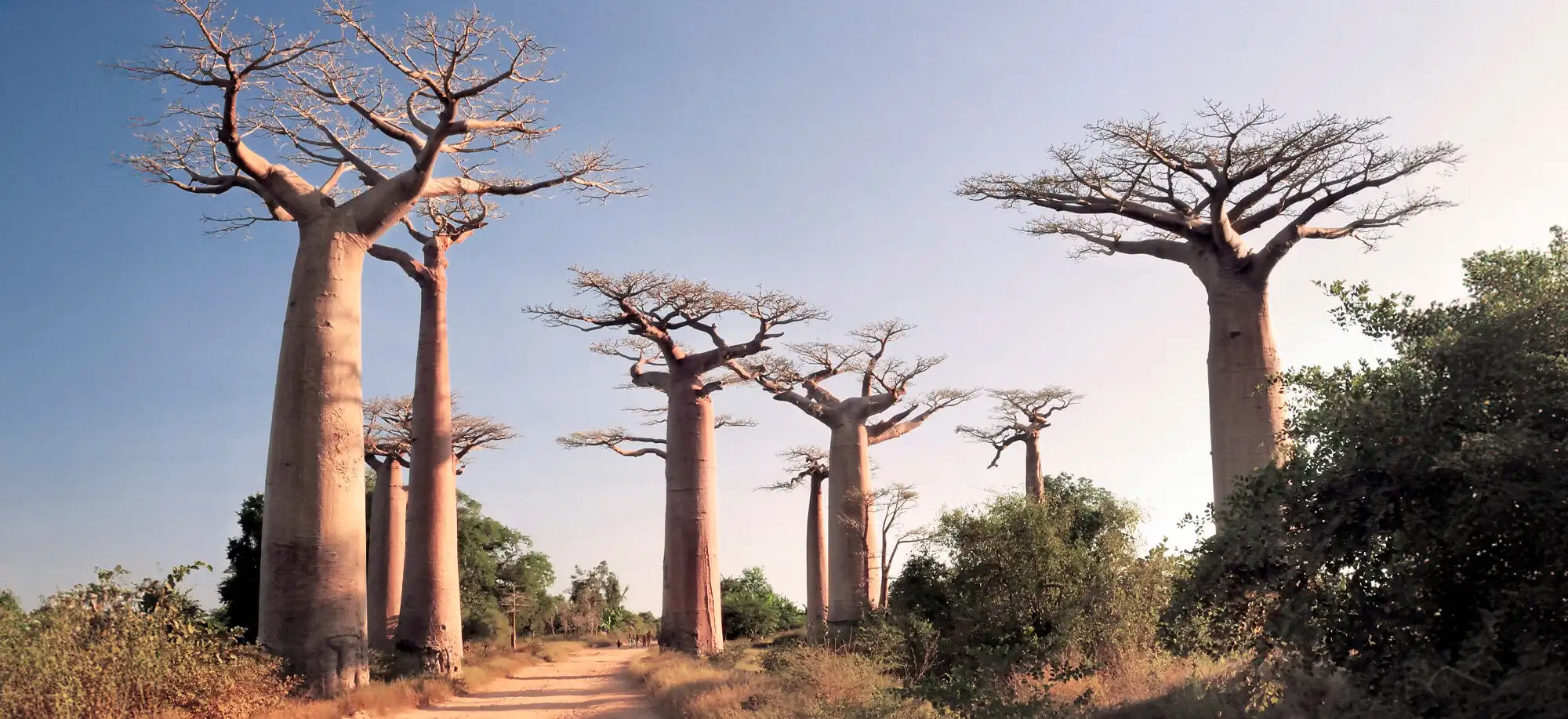 Avenida de los Baobabs