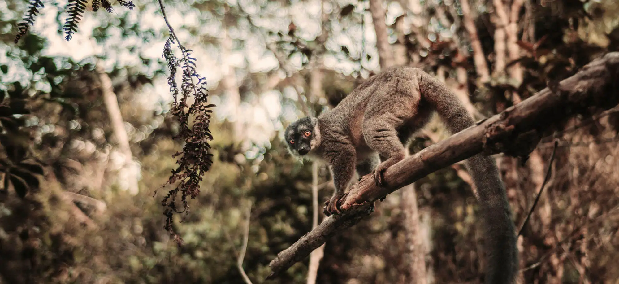 image-viajar-a-madagascar-lémures-g-1.webp - Pangea Viajes