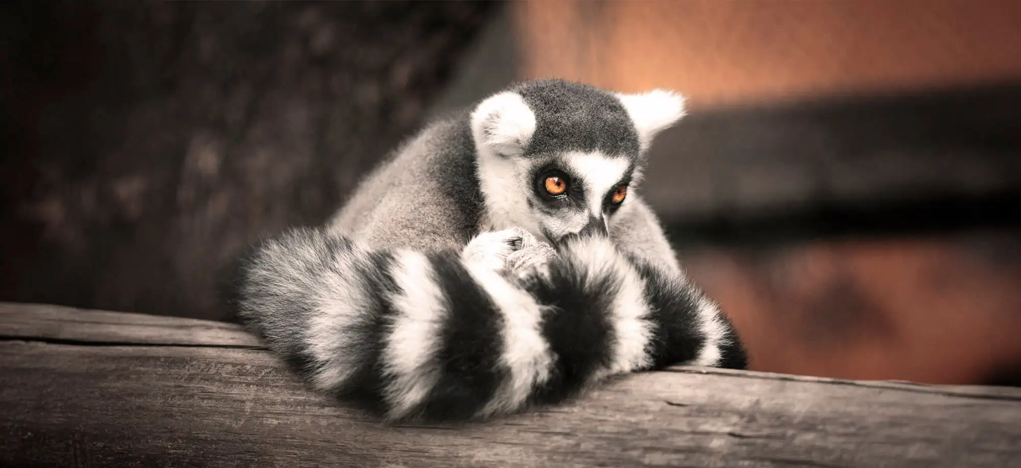 image-viajar-a-madagascar-lémures-g-3.webp - Pangea Viajes