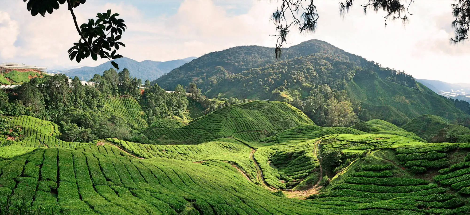 Cameron Highlands