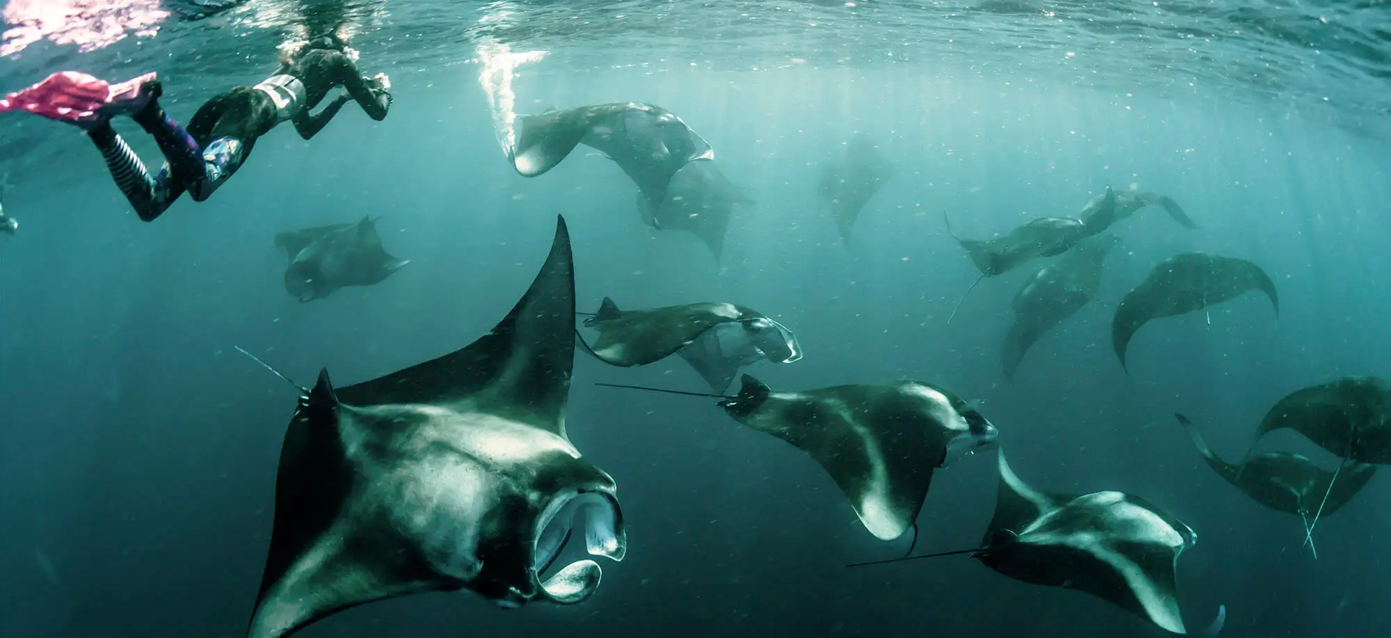 image-viajar-a-maldives-constance-moofushi-g2.webp - Pangea Viajes