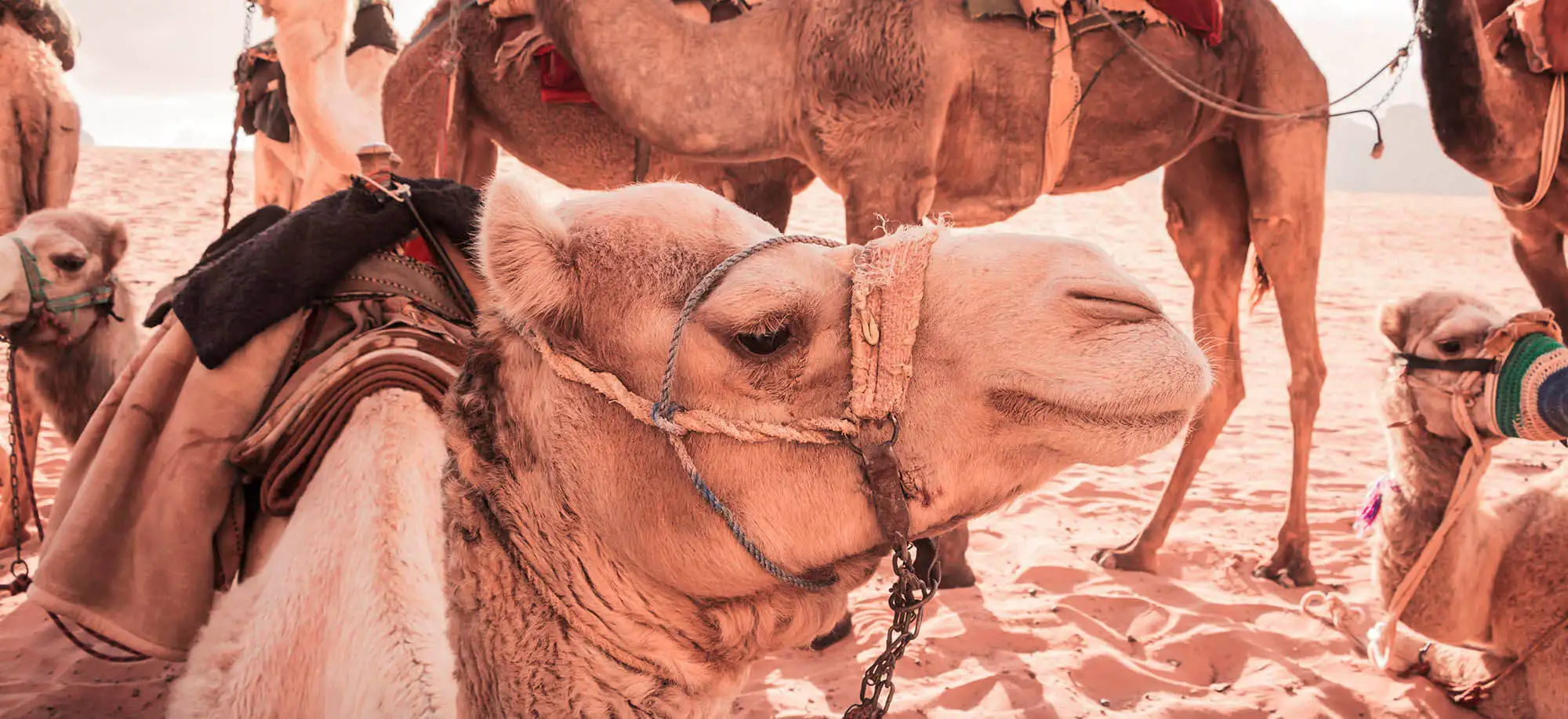 image-viajar-a-marruecos-desierto-de-zagora-g1.webp - Pangea Viajes