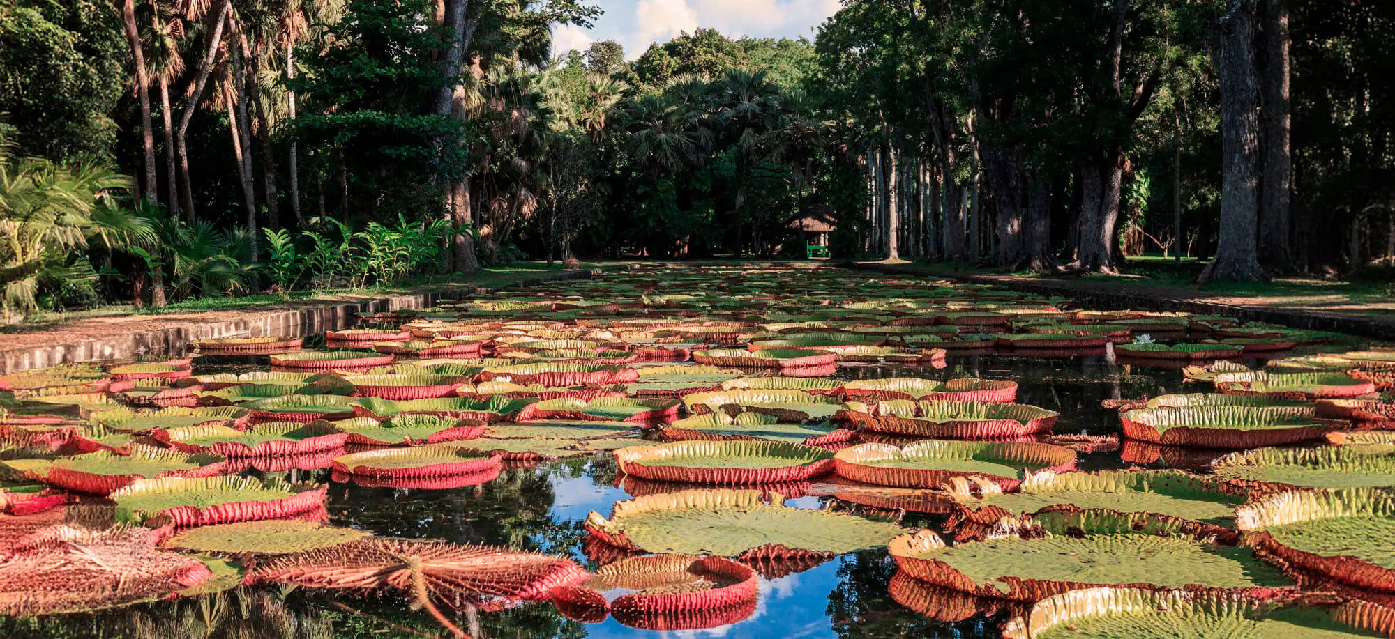 Jardín Botánico Pamplemousses
