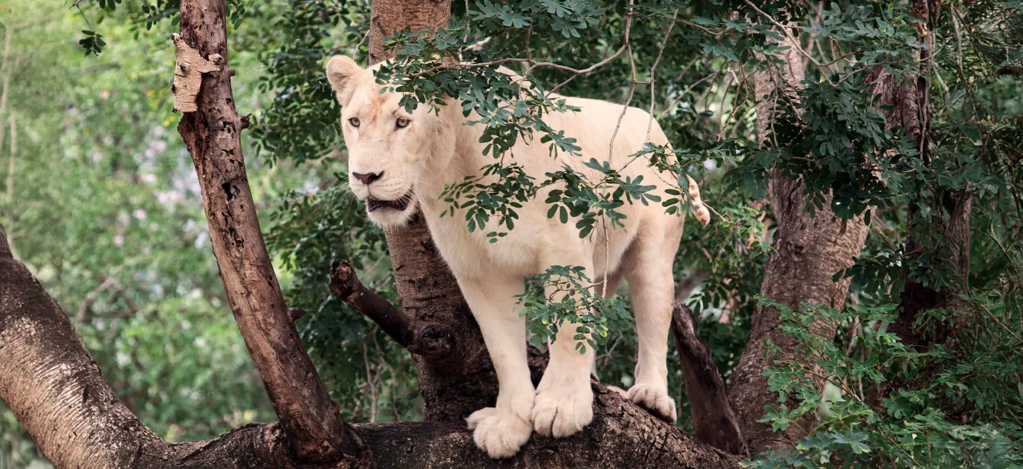 image-viajar-a-mauricio-parque-de-aventuras-de-casela-g-1.webp - Pangea Viajes