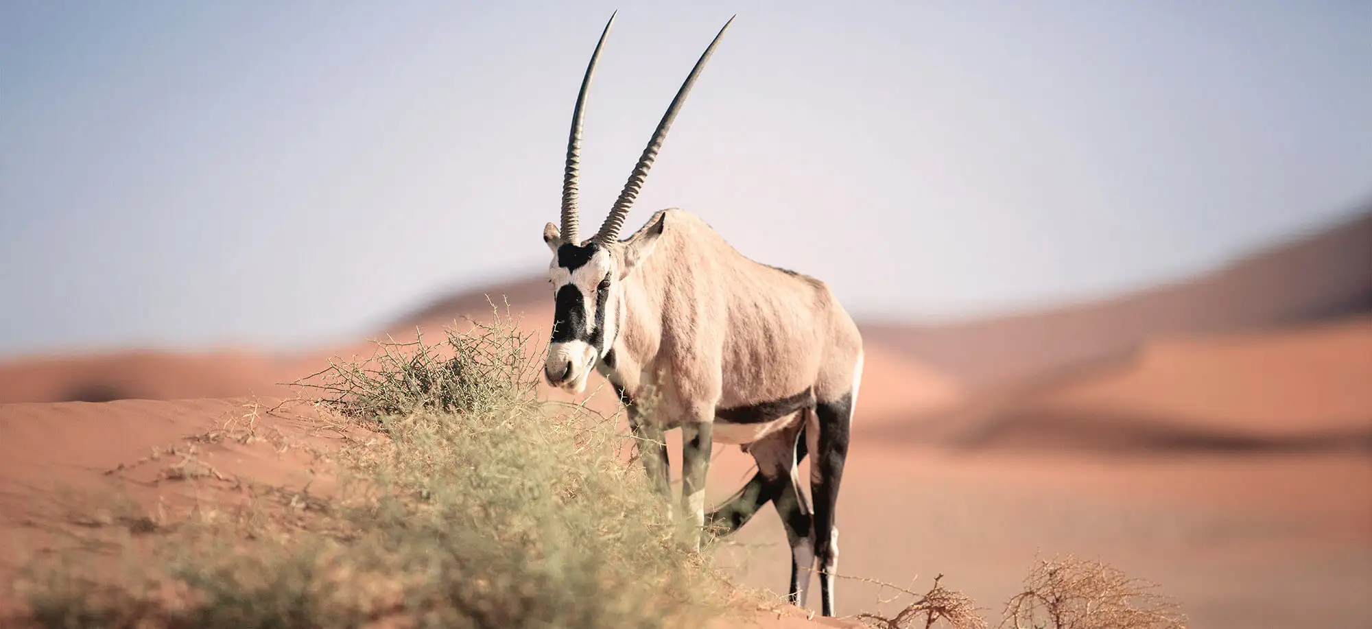 image-viajar-a-namibia-desierto-de-namib-g-1.webp - Pangea Viajes