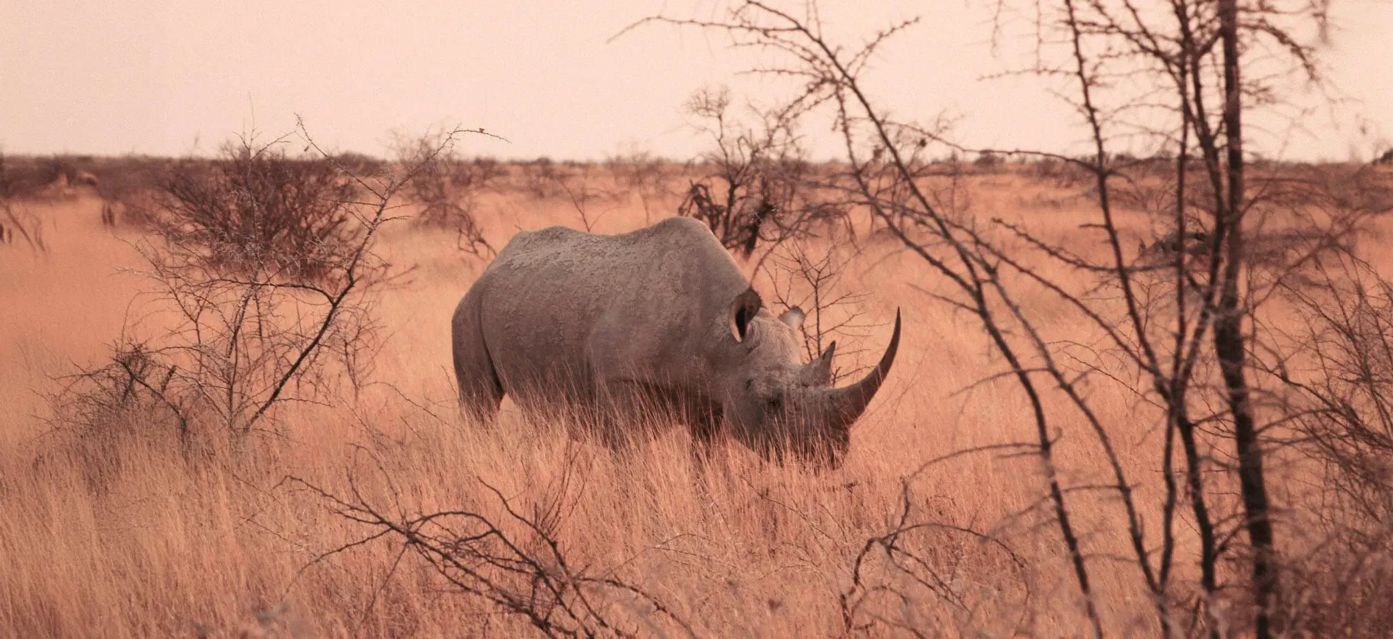 image-viajar-a-namibia-parque-nacional-etosha-g-3.webp - Pangea Viajes