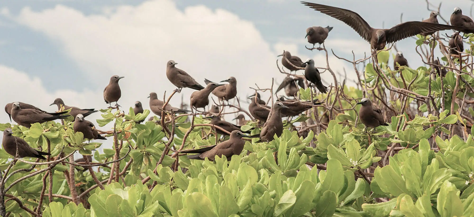Ilha Bird