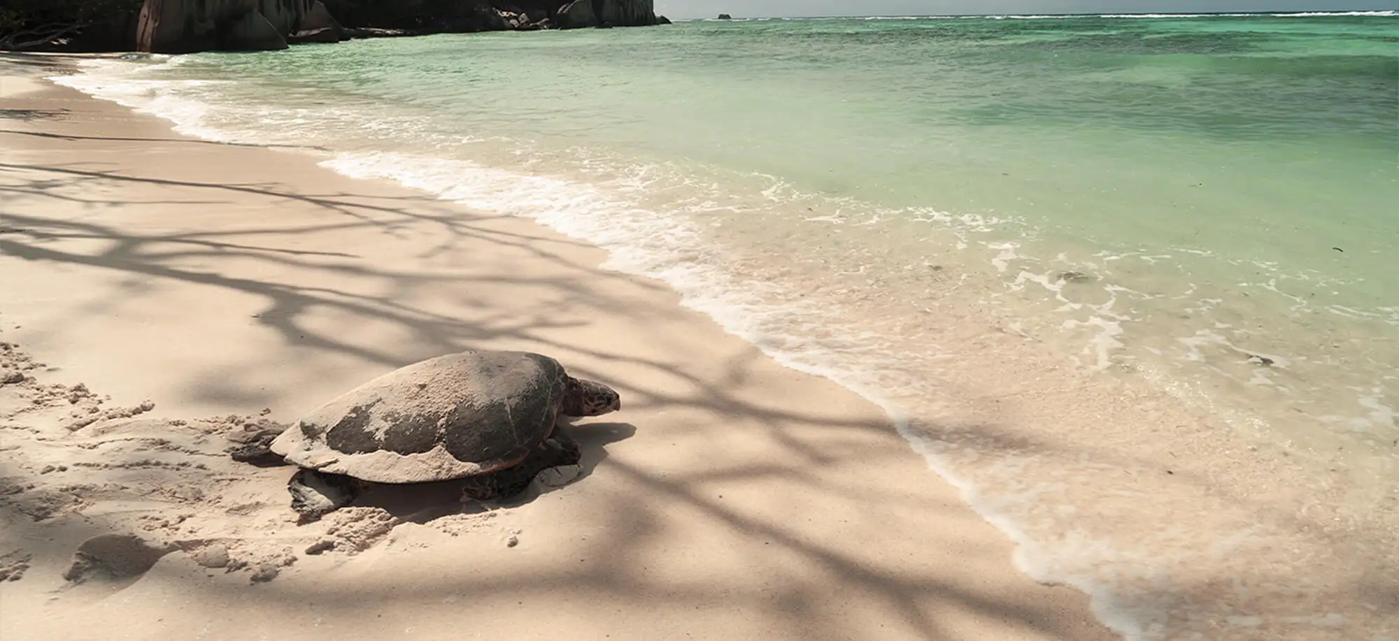 image-viajar-a-seychelles-la digue-g-3.webp - Pangea Viajes