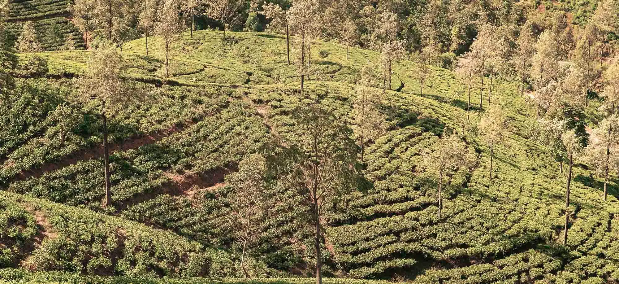 image-viajar-a-sri-lanka-el-mejor-te-del-mundo-nuwara-eliya-g1.webp - Pangea Viajes