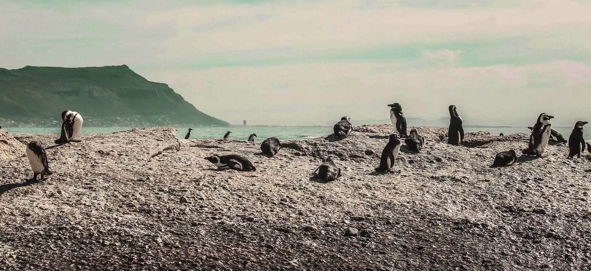 image-viajar-a-sudafrica-ciudad-del-cabo-g3.webp - Pangea Viajes