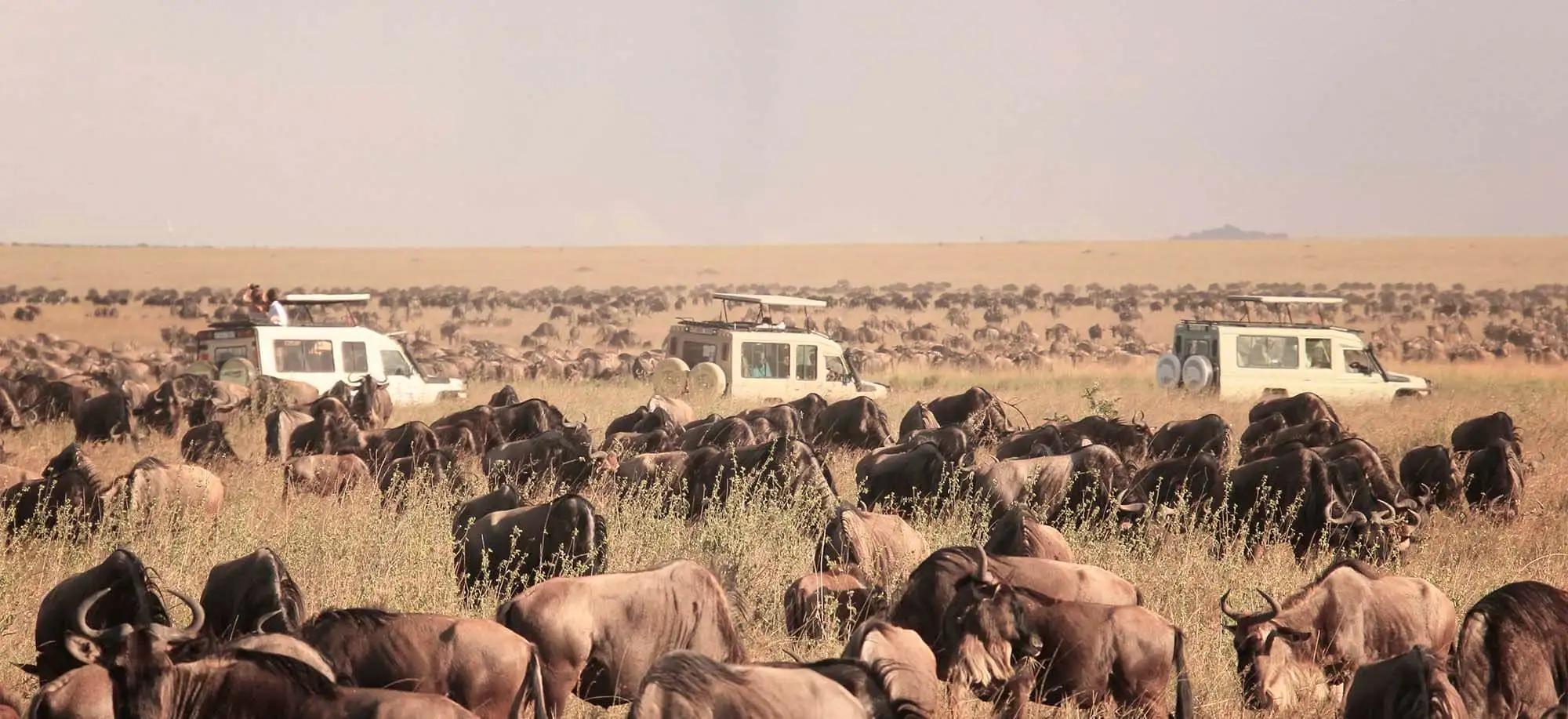 image-viajar-a-tanzania-serengeti-g2.webp - Pangea Viajes