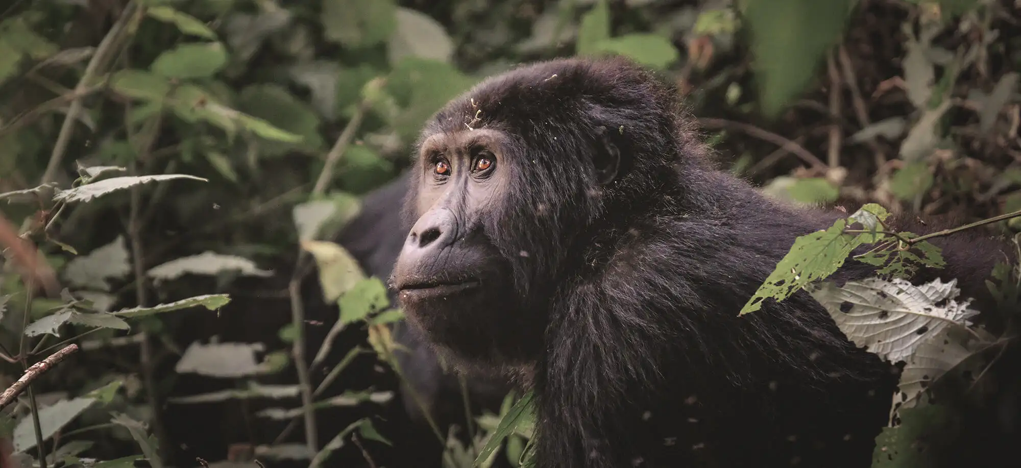 Gorilas en Uganda