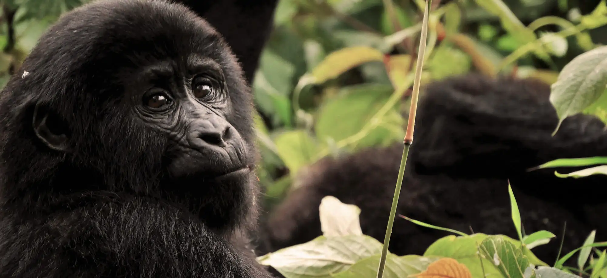 image-viajar-a-uganda-gorilas-de-uganda-g2.webp - Pangea Viajes