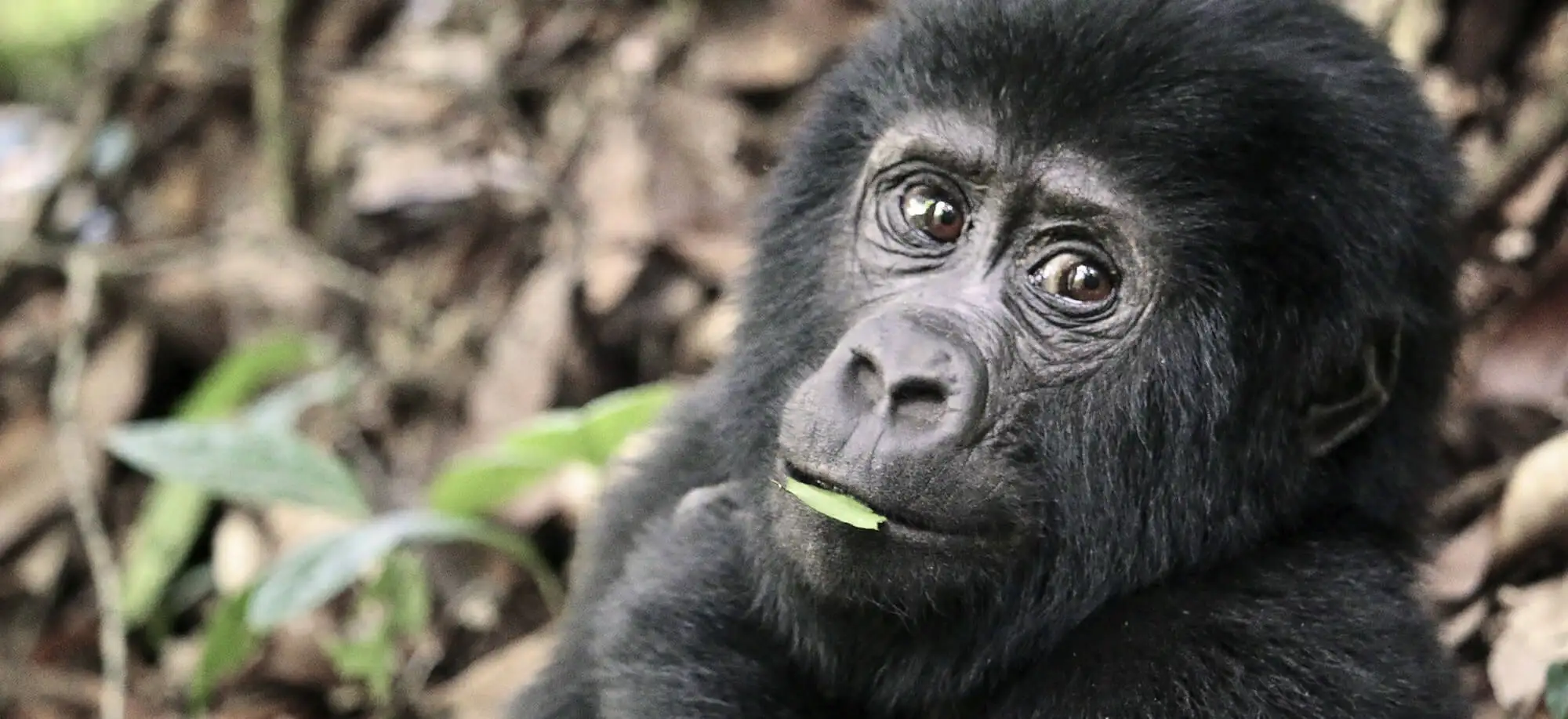 image-viajar-a-uganda-gorilas-de-uganda-g3.webp - Pangea Viajes