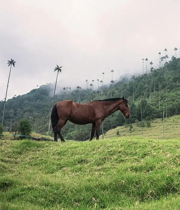Colombia