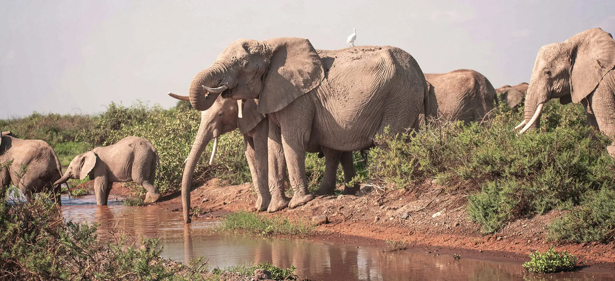 Amboseli