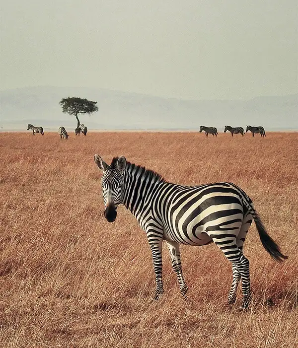 Masai Mara