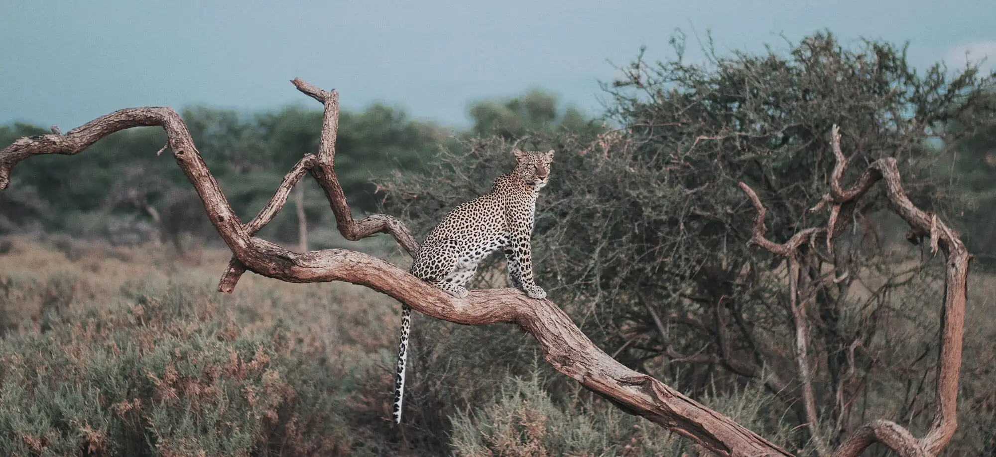 Samburu