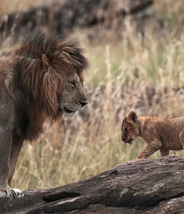 Serengeti