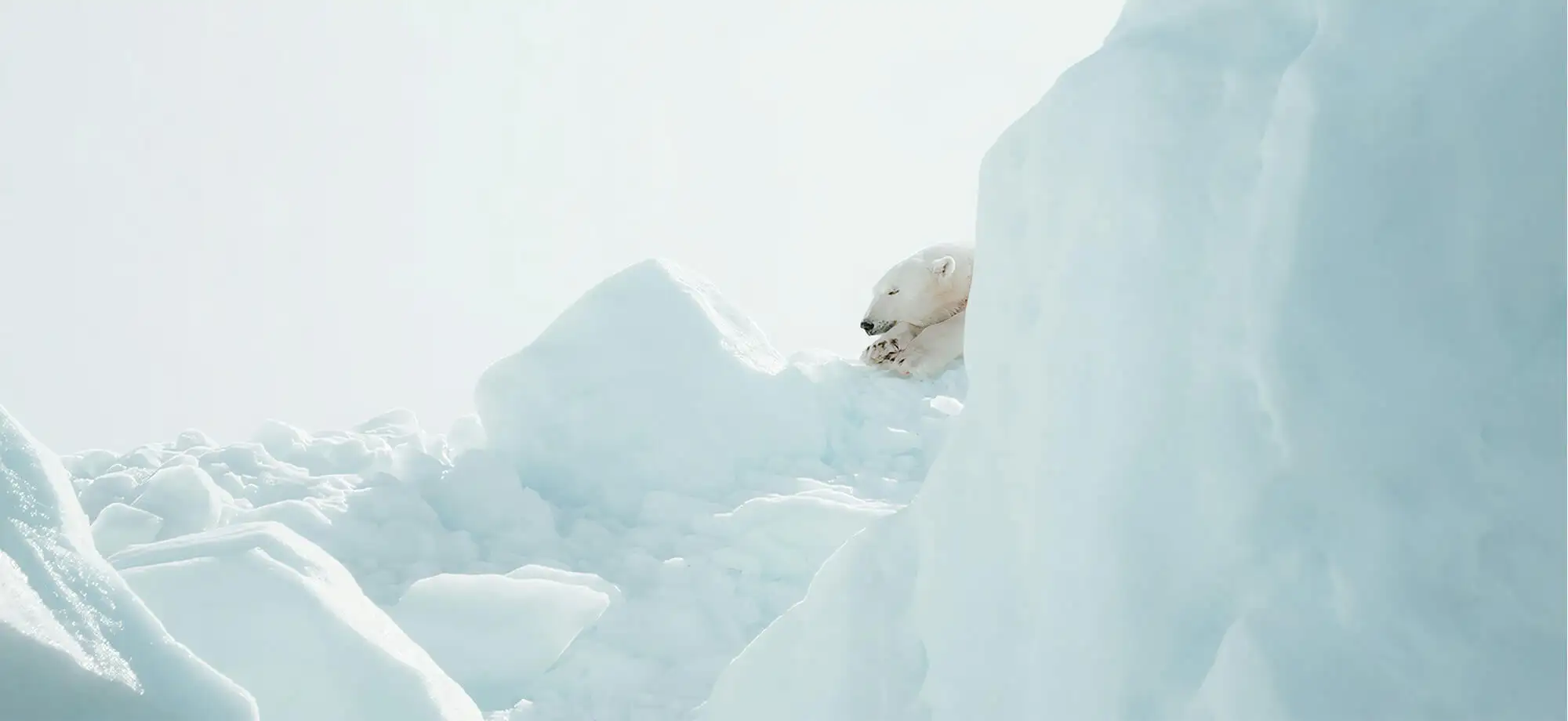 In Search of the Polar Bear