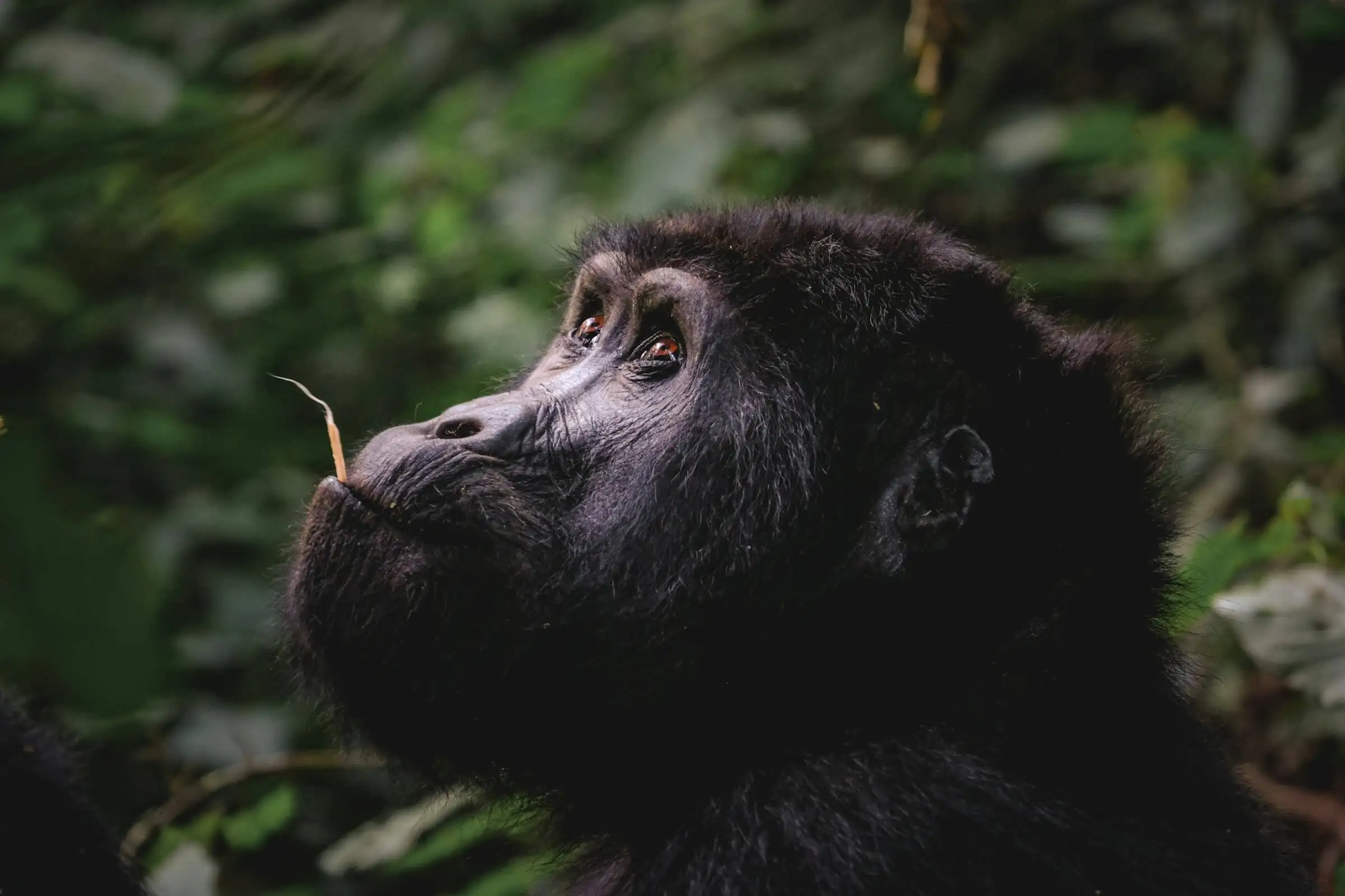 Gorillas in the Mist